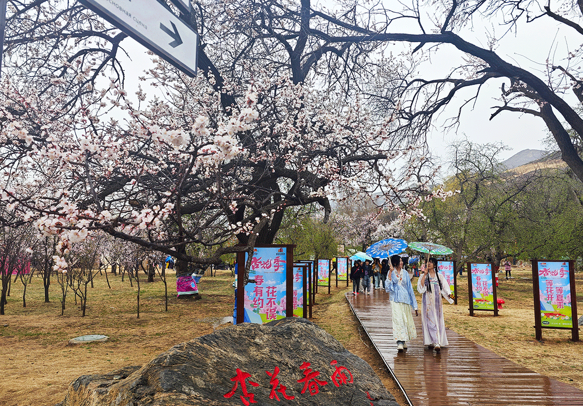 呼和浩特：雨润杏花 “粉云堆雪”